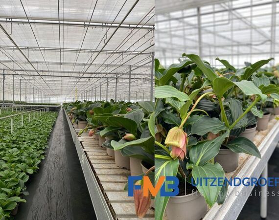 Medewerker glastuinbouw potplanten