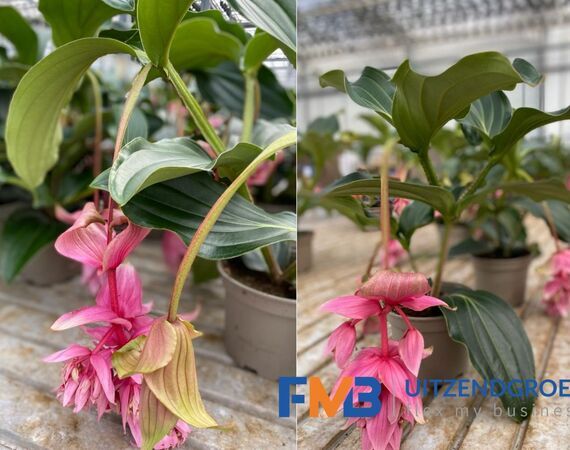 Medewerker glastuinbouw potplanten