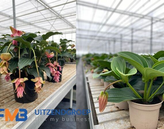 Medewerker glastuinbouw potplanten