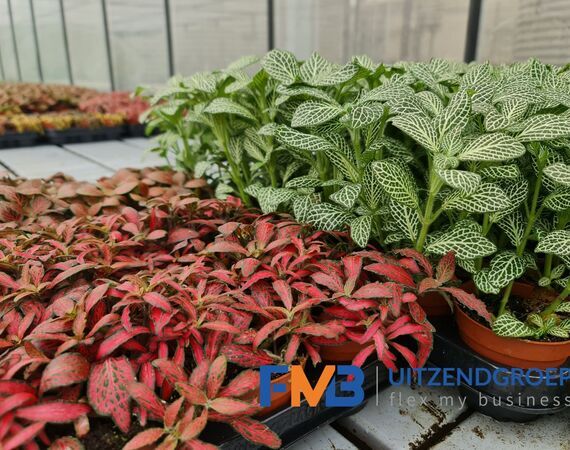 Medewerker glastuinbouw waterplanten