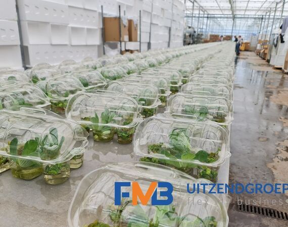 Medewerker glastuinbouw waterplanten