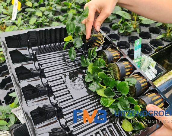 Medewerker glastuinbouw waterplanten