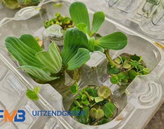 Medewerker glastuinbouw waterplanten