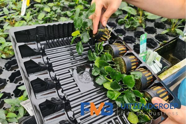 Medewerker glastuinbouw waterplanten