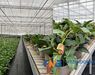 Medewerker glastuinbouw potplanten