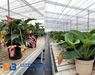 Medewerker glastuinbouw potplanten