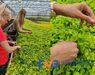 Medewerker glastuinbouw waterplanten