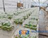 Medewerker glastuinbouw waterplanten